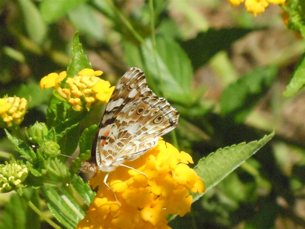 Vanessa cardui